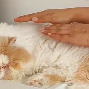 Reiki2